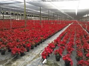 Row after row of poinsettia flowers grown in Florida for the holiday season 