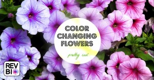 color change flowers